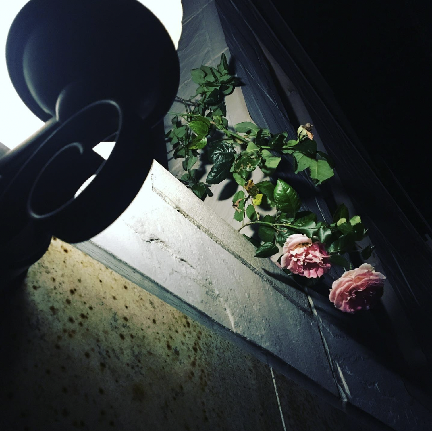 rose_night_light